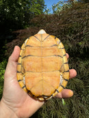 Hybino Red-Eared Slider Sub-Adults (4-5 inch) (Trachemys scripta elegans)