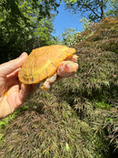 Lubino Red-Eared Slider Sub-Adults (4-5 inch) (Trachemys scripta elegans)