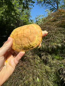 Lubino Red-Eared Slider Sub-Adults (4-5 inch) (Trachemys scripta elegans)