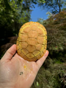 Lubino Red-Eared Slider Sub-Adults (4-5 inch) (Trachemys scripta elegans)