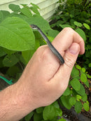 Florida Blue Garter Snake2025 CB Babies  (Thamnophis sirtalis similis)