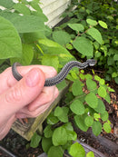 Florida Blue Garter Snake2025 CB Babies  (Thamnophis sirtalis similis)