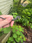 Florida Blue Garter Snake2025 CB Babies  (Thamnophis sirtalis similis)
