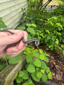 Florida Blue Garter Snake2025 CB Babies  (Thamnophis sirtalis similis)