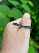Florida Blue Garter Snake2025 CB Babies  (Thamnophis sirtalis similis)