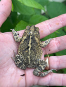 Gulf Coast Toads (Incilius valliceps)