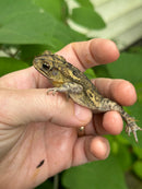 Gulf Coast Toads (Incilius valliceps)