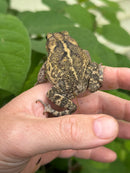 Gulf Coast Toads (Incilius valliceps)