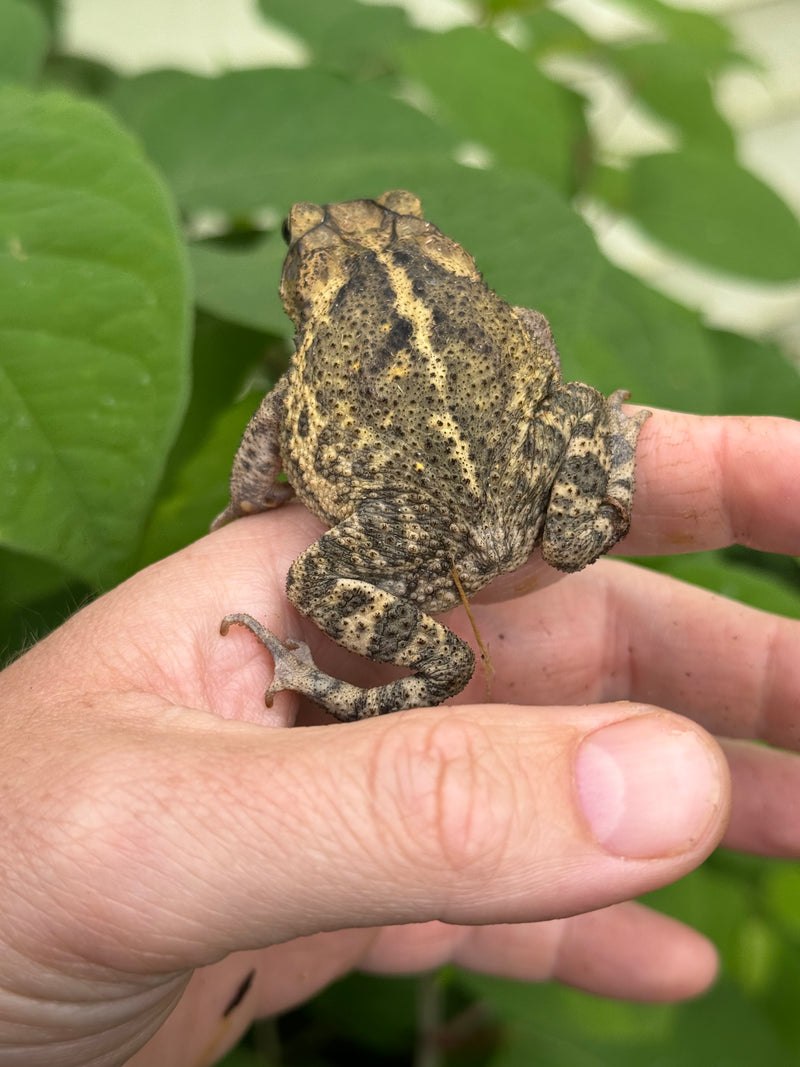Gulf Coast Toads (Incilius valliceps)