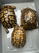 Northern Ilberian Greek Tortoise Adult Trio 1.2 (Testudo graeca ibera)