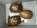 Northern Ilberian Greek Tortoise Adult Trio 1.2 (Testudo graeca ibera)