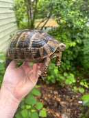 Northern Ilberian Greek Tortoise Adult Trio 1.2 (Testudo graeca ibera)