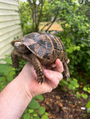 Northern Ilberian Greek Tortoise Adult Trio 1.2 (Testudo graeca ibera)