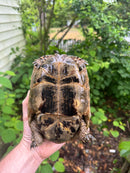 Northern Ilberian Greek Tortoise Adult Trio 1.2 (Testudo graeca ibera)
