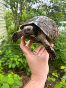 Northern Ilberian Greek Tortoise Adult Trio 1.2 (Testudo graeca ibera)