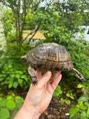 Northern Ilberian Greek Tortoise Adult Trio 1.2 (Testudo graeca ibera)