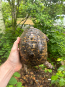 Northern Ilberian Greek Tortoise Adult Trio 1.2 (Testudo graeca ibera)