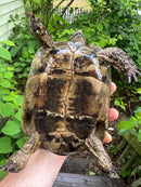 Northern Ilberian Greek Tortoise Adult Trio 1.2 (Testudo graeca ibera)