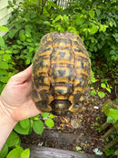 Northern Ilberian Greek Tortoise Adult Trio 1.2 (Testudo graeca ibera)