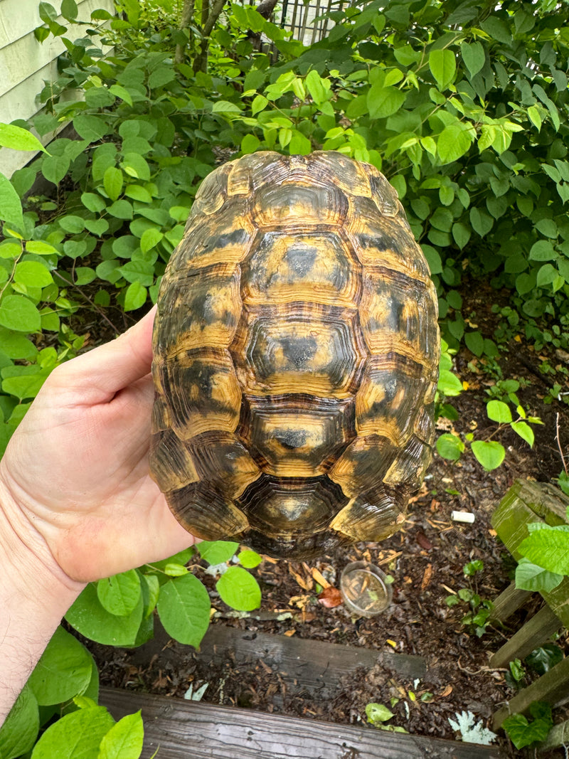 Northern Ilberian Greek Tortoise Adult Trio 1.2 (Testudo graeca ibera)
