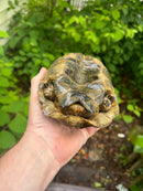 Northern Ilberian Greek Tortoise Adult Trio 1.2 (Testudo graeca ibera)