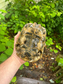 Northern Ilberian Greek Tortoise Adult Trio 1.2 (Testudo graeca ibera)
