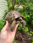 Northern Ilberian Greek Tortoise Adult Trio 1.2 (Testudo graeca ibera)