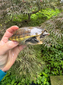 Pacific Giant Musk Turtle Adult Female