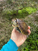 Pacific Giant Musk Turtle Adult Female