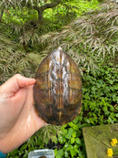 Pacific Giant Musk Turtle Adult Female