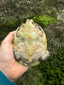 Pacific Giant Musk Turtle Adult Female