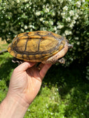 Mexican Giant Musk Adult Male