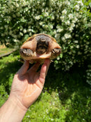 Mexican Giant Musk Adult Male