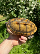 Mexican Giant Musk Adult Male