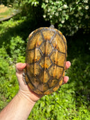 Mexican Giant Musk Adult Male