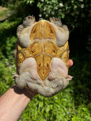 Mexican Giant Musk Adult Male