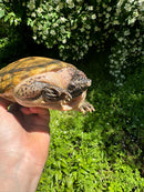 Mexican Giant Musk Adult Male