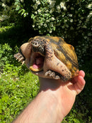 Mexican Giant Musk Adult Male