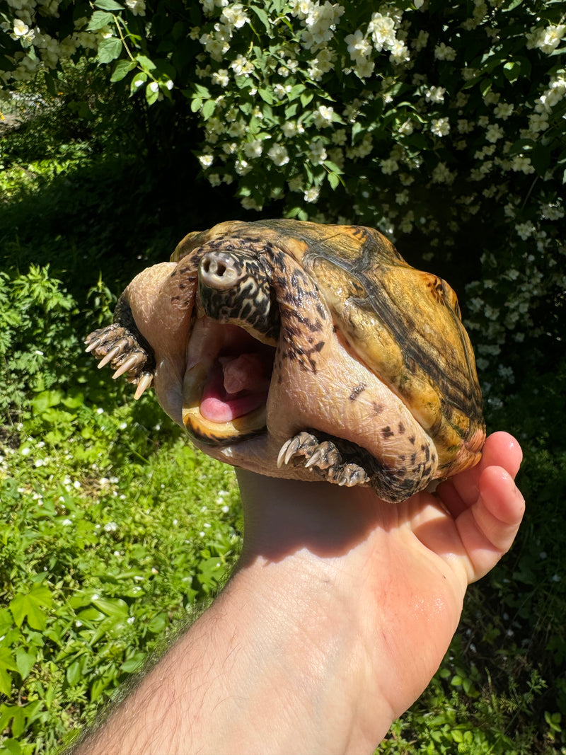 Mexican Giant Musk Adult Male