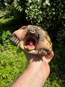 Mexican Giant Musk Adult Male