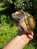 Mexican Giant Musk Adult Male