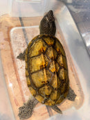 Mexican Giant Musk Adult Male