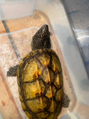 Mexican Giant Musk Adult Male