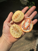 Albino Pink Bellied Sideneck Turtle Well Started Yearling (Emydura subglobosa)