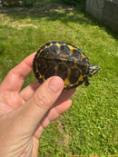 Yellow Flame Baby Florida Red Bellied Turtle 2024