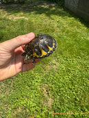 Yellow Flame Baby Florida Red Bellied Turtle 2024