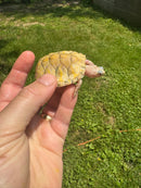 Albino T+ Florida Red Bellied Turtle 2024