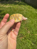 Albino T+ Florida Red Bellied Turtle 2024