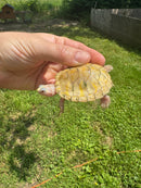 Albino T+ Florida Red Bellied Turtle 2024