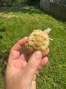 Albino T+ Florida Red Bellied Turtle 2024